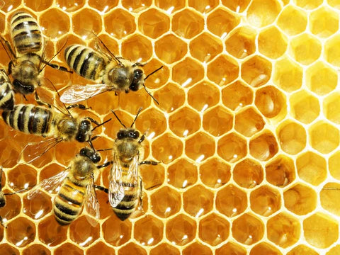 Znanstvene raziskave in pomen čebeljega strupa v kozmetiki