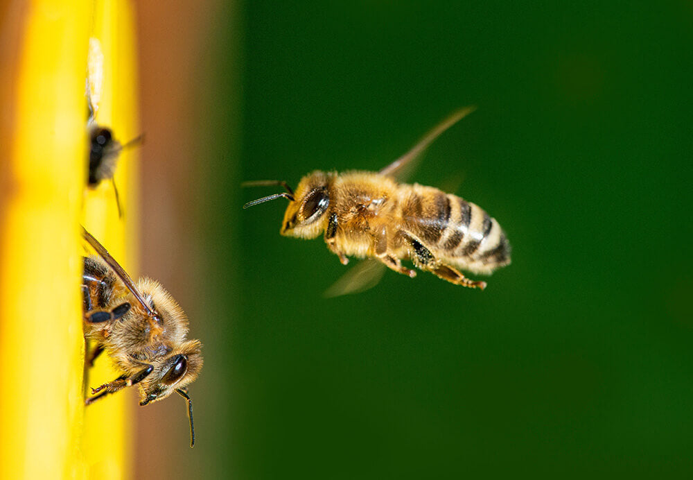 Kako se pridobiva čebelji strup?
